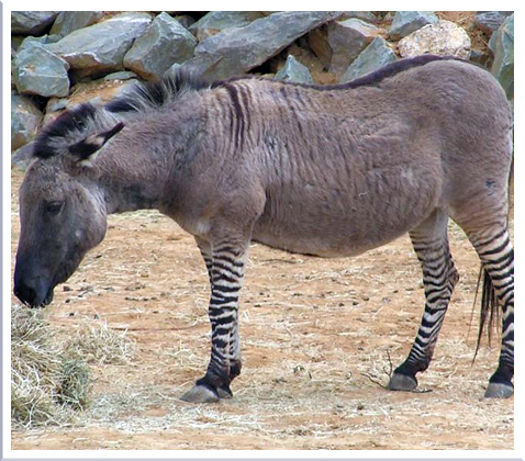 Can you really cross a donkey with a zebra?