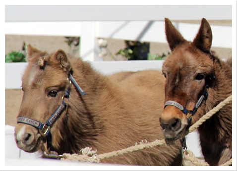 How are mules and donkeys different than horses?
